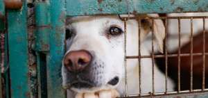Quienes luchan por la protecci&oacute;n de los animales piden no hacer diferencias entre los dom&eacute;sticos y los sacrificados en los mataderos.