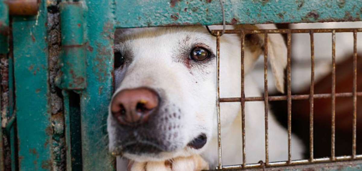 Quienes luchan por la protecci&oacute;n de los animales piden no hacer diferencias entre los dom&eacute;sticos y los sacrificados en los mataderos.