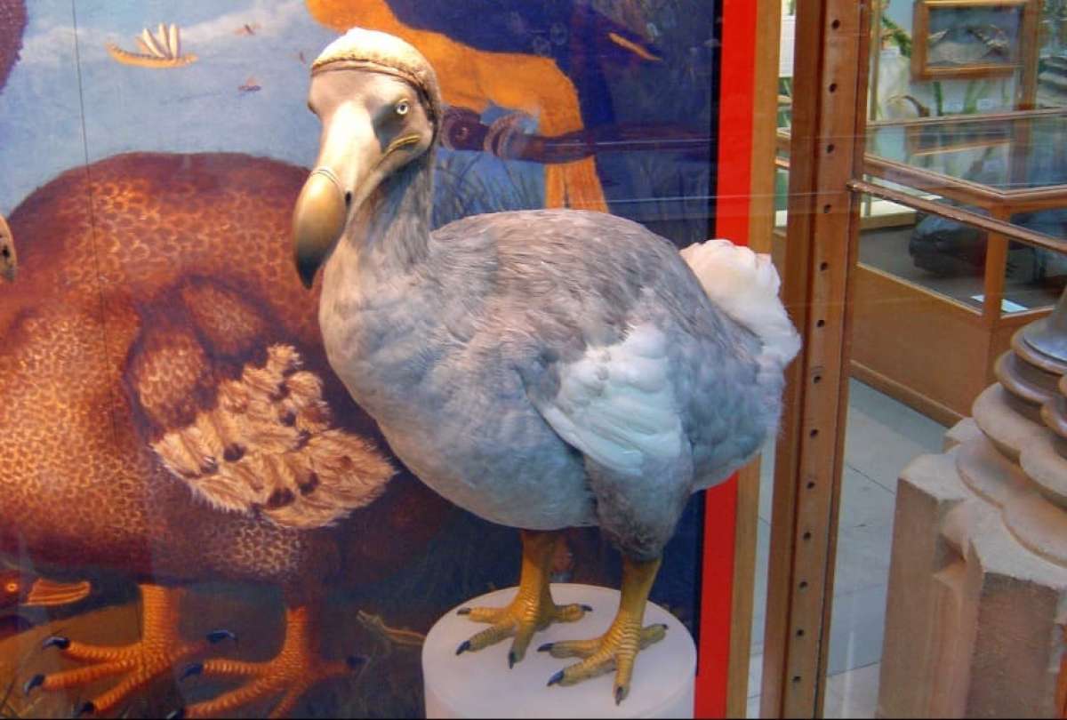 Empresa quiere 'resucitar' al pájaro dodo