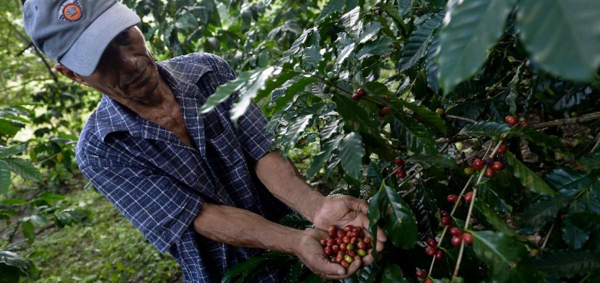Cada d&iacute;a, los peque&ntilde;os productores chequean que las plantas de caf&eacute; est&eacute;n en buenas condiciones para evitar la presencia de plagas y as&iacute; obtener una buena cosecha.