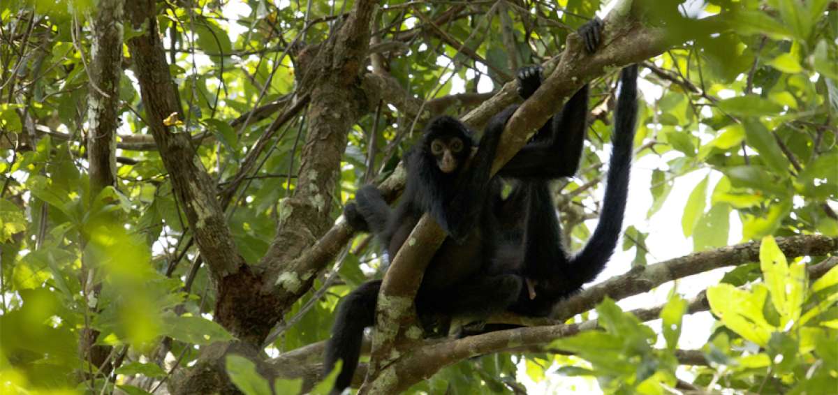 Los integrantes de la expedici&oacute;n cient&iacute;fica resaltaron que el territorio es el hogar de m&aacute;s de 8.000 especies, entre flora y fauna.