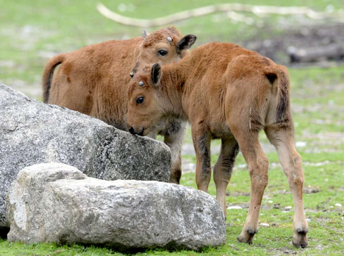 Hellabrunn acoge a los bisontes