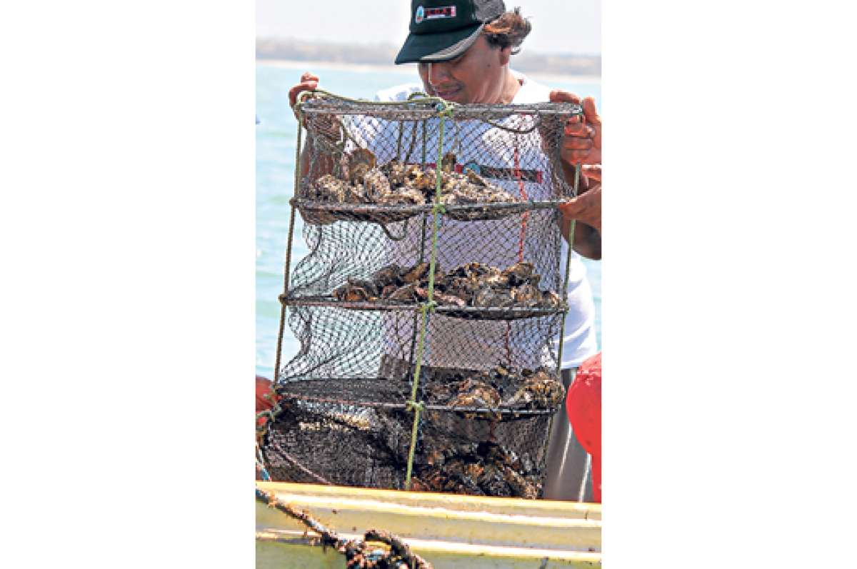 La Subsecretar&iacute;a de Acuacultura  ejecuta 2 proyectos pilotos de cultivos de ostras del Pac&iacute;fico (Crassostrea gigas) en Santa Elena y Manab&iacute;. Foto: cortes&iacute;a Magap