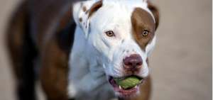 La tenencia de perros 'agresivos' genera debate