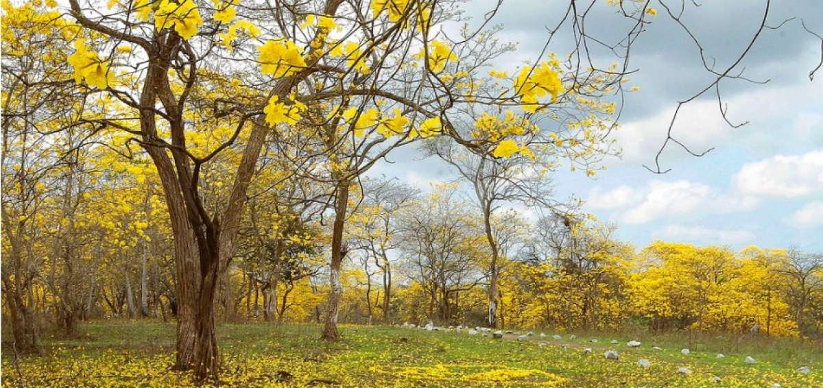 El florecimiento de los guayacanes se disfrutar&aacute; este fin de semana en Colimes