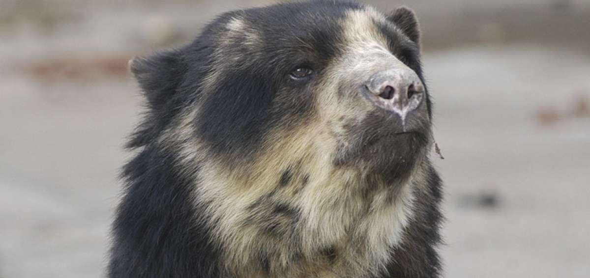 Con un monitoreo de 35 mil horas se logr&oacute; evidenciar la presencia del oso de anteojos en el valle del &Iacute;ntag.