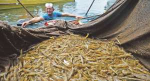 En la provincia de Manab&iacute; ya se han hecho pruebas de esta modalidad alimenticia en los camarones criados en piscinas. Foto: Rodolfo P&aacute;rraga / El Tel&eacute;grafo