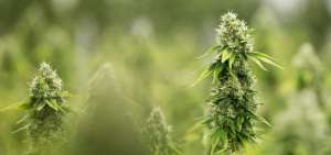 Sondeo afirma que Canad&aacute; no aumentar&aacute; consumo de marihuana tras legalizaci&oacute;n