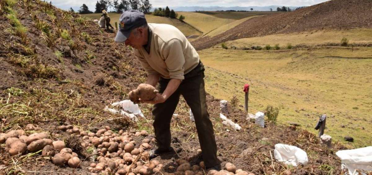 El COMPA es el &uacute;nico documento v&aacute;lido para mover y comercializar papa y mora en la provincia del Carchi. (I)