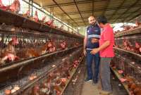 Dos nuevos casos de influenza aviar se detectaron en el Ecuador