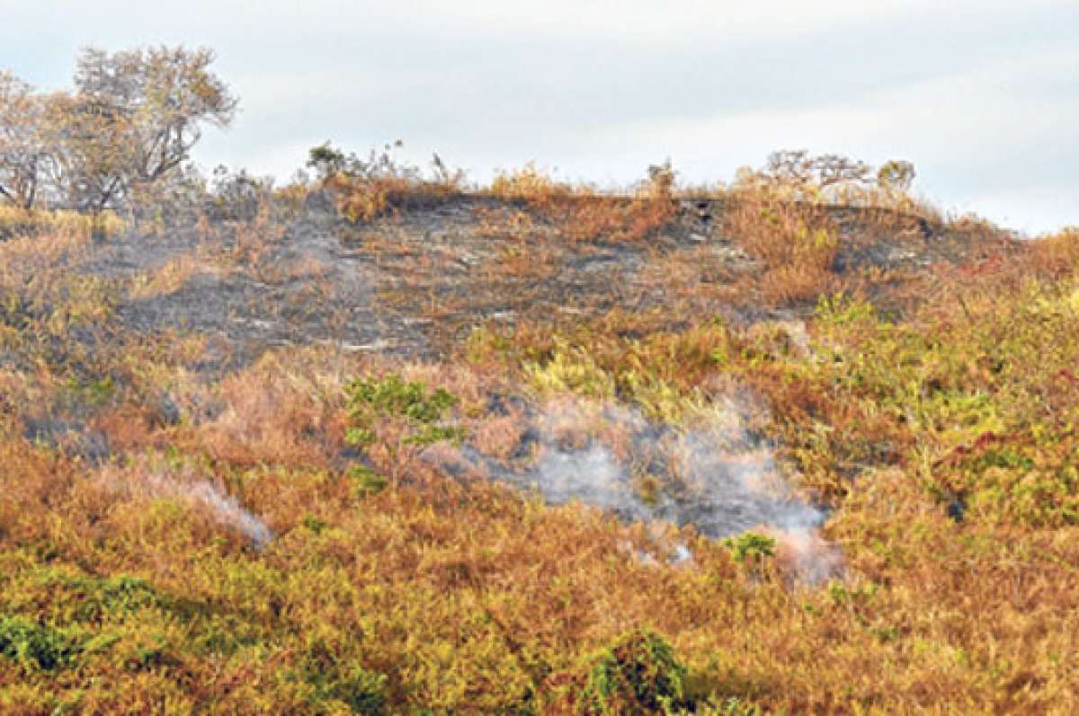 El Cerro Colorado cuenta con m&aacute;s de 300 hect&aacute;reas y fue declarado bosque protector por el MAE. Foto: Miguel Castro / El Tel&eacute;grafo.