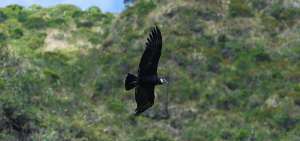 En el pa&iacute;s existen nueve c&oacute;ndores que son monitoreados con el objetivo de proteger la especie. En agosto se har&aacute; el pr&oacute;ximo censo nacional.