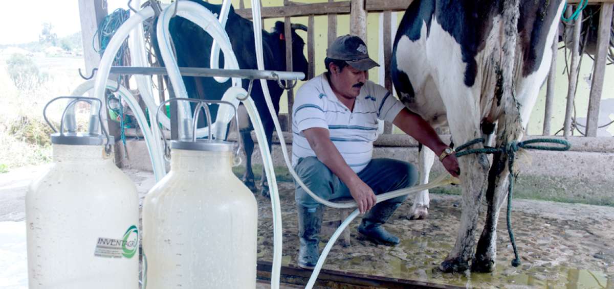 Seg&uacute;n el INEC, Chimborazo representa el 8% de la producci&oacute;n nacional diaria de leche, que sale desde peque&ntilde;os y medianos ganaderos hasta las industrias.