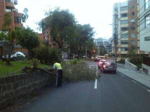 &Aacute;rbol cay&oacute; sobre la avenida Whymper