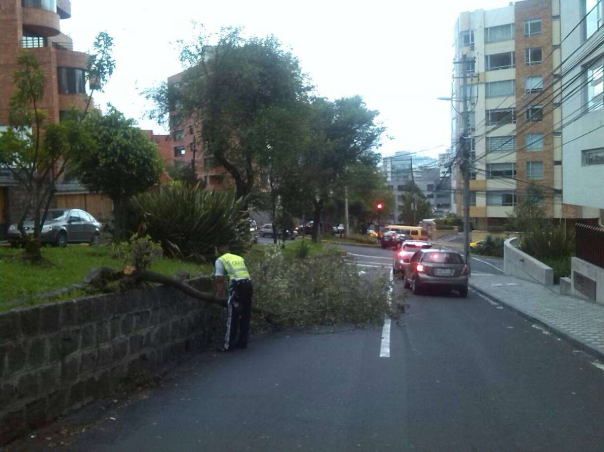 &Aacute;rbol cay&oacute; sobre la avenida Whymper