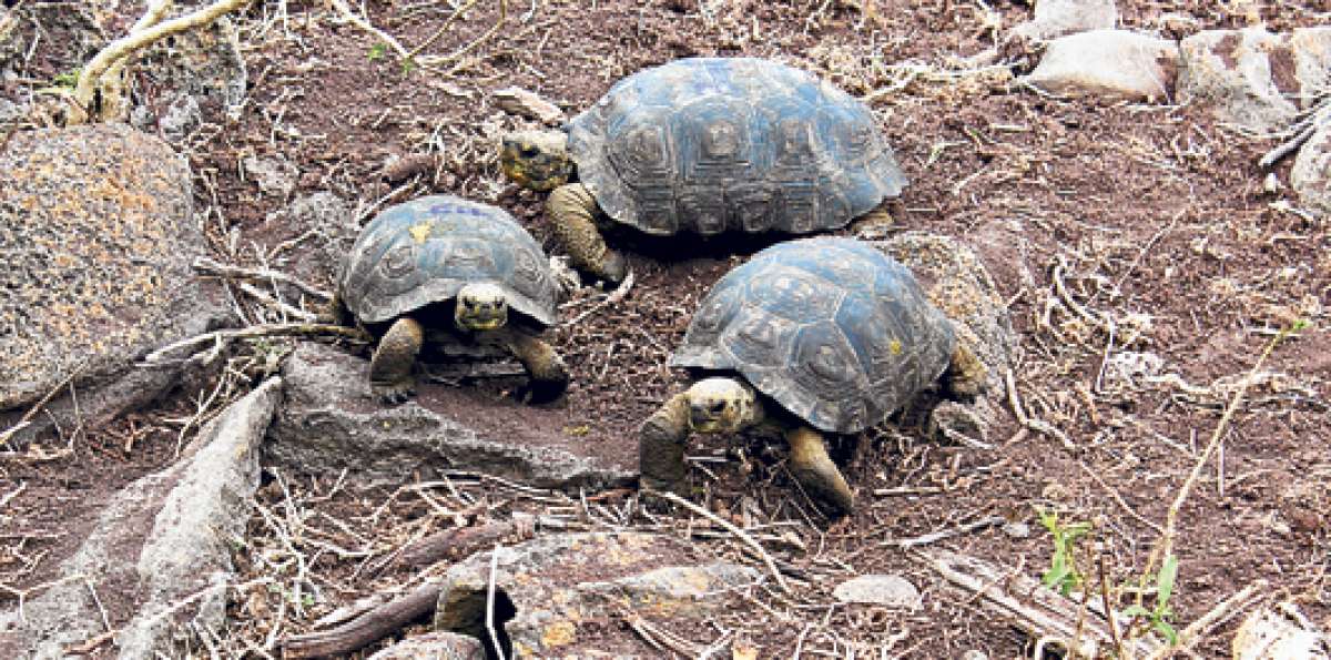 Las tortugas beb&eacute;s que nacieron de forma natural tienen al momento alrededor de 6 meses de vida. Foto: Cortes&iacute;a Parque Nacional Gal&aacute;pagos