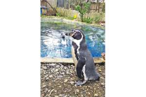 Los ping&uuml;inos, &uacute;nicos en esta zona, pudieron tener cr&iacute;as, pero murieron a los pocos d&iacute;as. Foto: Rodrigo Matute |  El Tel&eacute;grafo