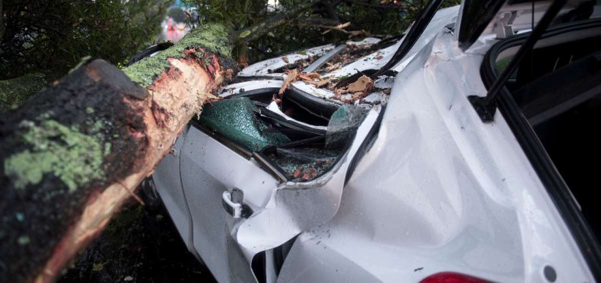 Un Chevrolet Tracker y su conductor resultaron afectados, la tarde del mi&eacute;rcoles, por la ca&iacute;da de una acacia en el parterre de la av. Amazonas.