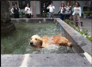 Los perros golden retriever del presidente Rafael Correa. Foto: Tomada de la cuenta de Twitter de Luis Quimis.