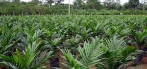 Palmicultores buscan certificaci&oacute;n
