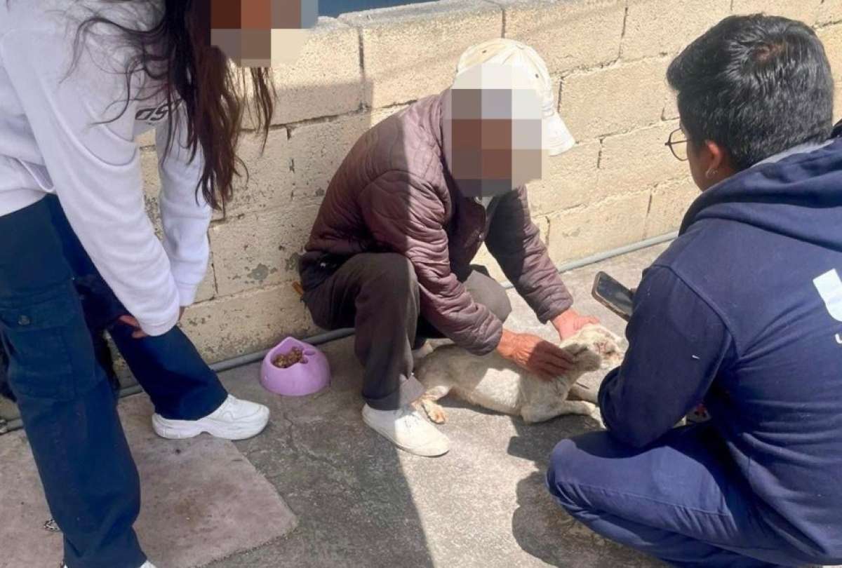 Quito: multa de USD 11.593 por maltrato animal en San Isidro del Inca