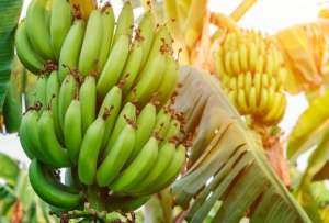 Exportaciones bananeras crecieron en un 1.83%