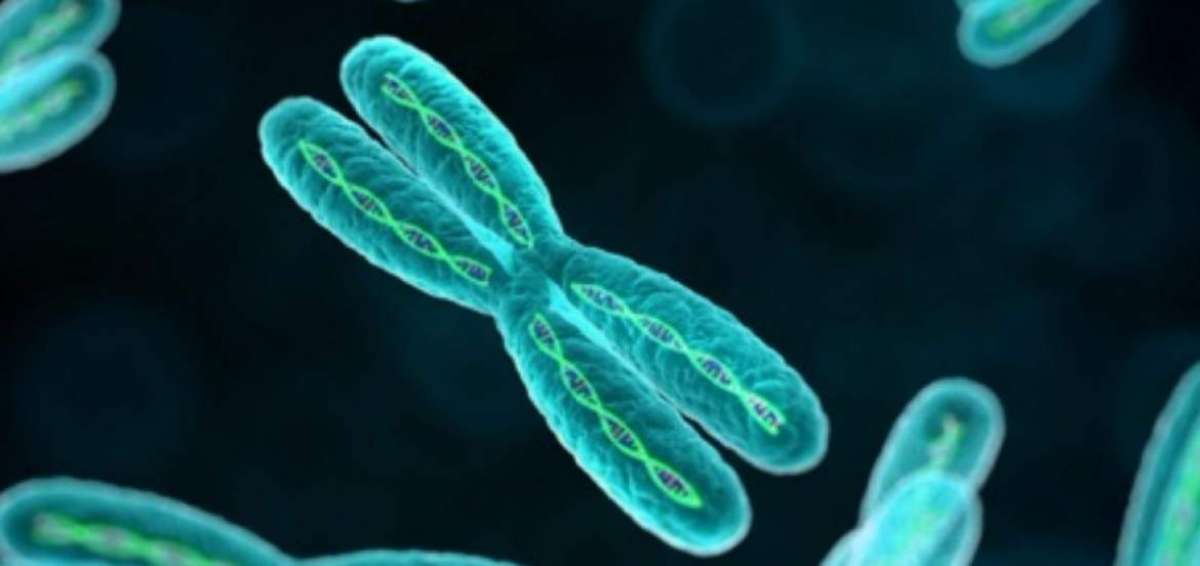 Cient&iacute;ficos crean el genoma m&aacute;s peque&ntilde;o de un organismo vivo existente