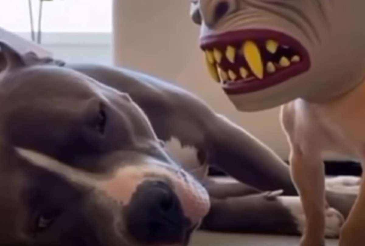 Un chihuahua y un pitbull protagonizaron un momento &eacute;pico en redes sociales.