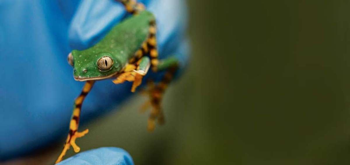 La piel de los anfibios puede ayudar a combatir enfermedades