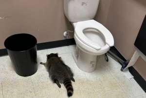 El mapache fue encontrado en el baño. Estaba intoxicado