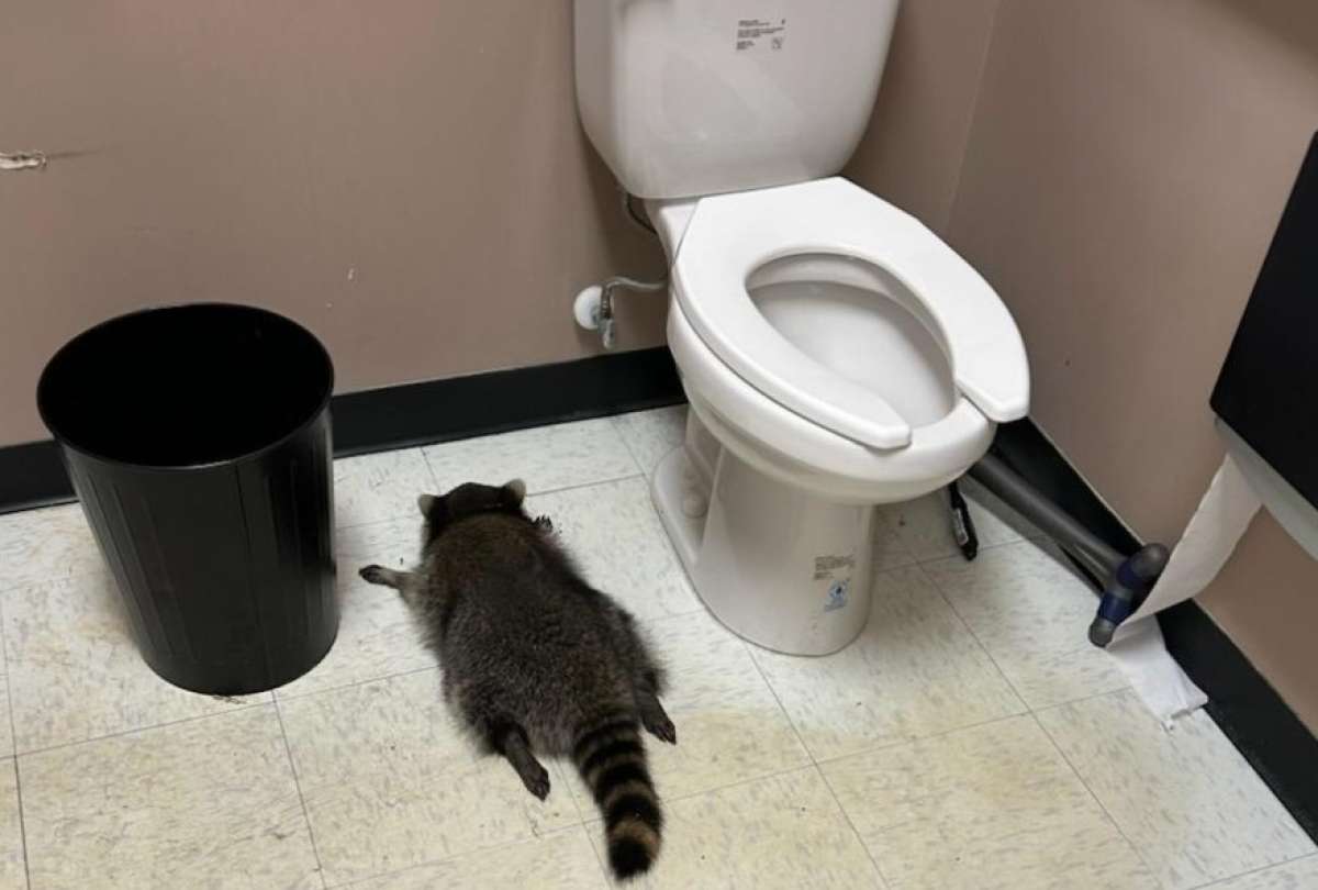 El mapache fue encontrado en el baño. Estaba intoxicado