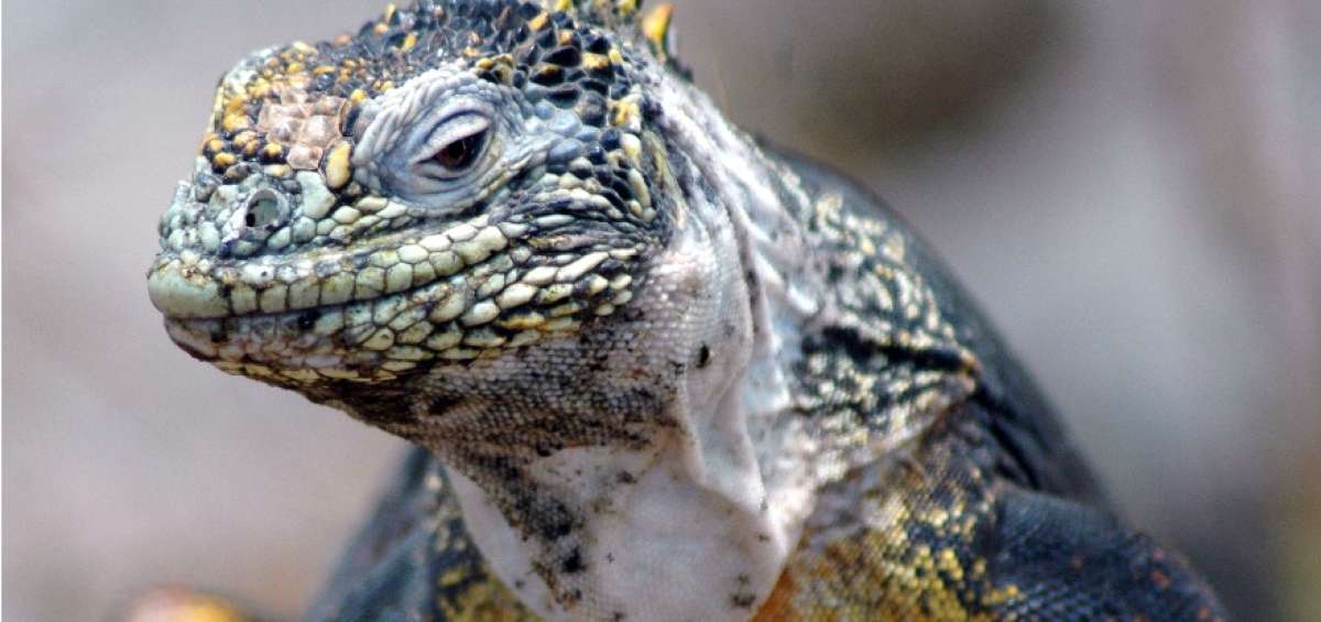 El Ecuador es un para&iacute;so con m&aacute;s de 454 especies de reptiles registrados