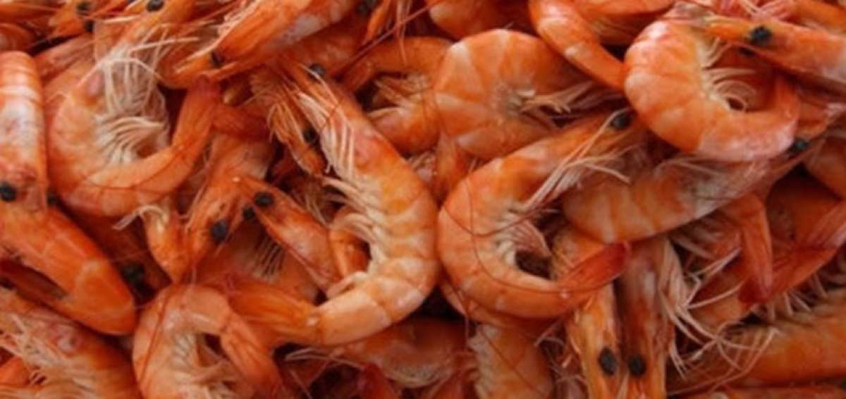 Veda de camar&oacute;n en el perfil costero durar&aacute; hasta el 31 de marzo