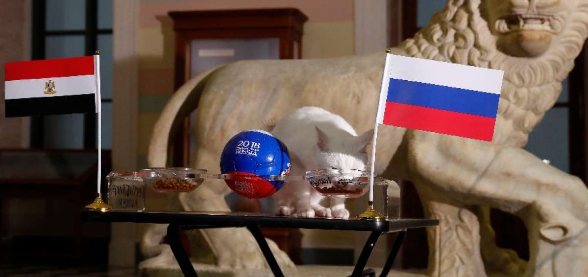 Aquiles fue directo al plato de comida en el que estaba la bandera rusa.