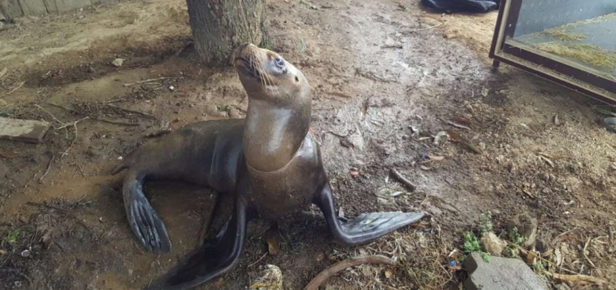 El lobo marino se encontraba en mal estado, seg&uacute;n el personal que lo rescat&oacute;. 