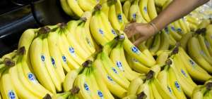 El pl&aacute;tano es una fruta popular en Ecuador. Adem&aacute;s de aportar potasio, se constituye en una fuente rica de magnesio y f&oacute;sforo.