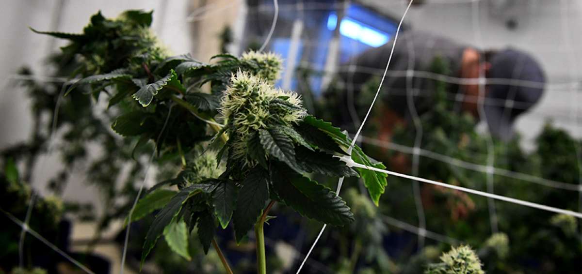 Dos empresas privadas bajo control estatal producen marihuana, que es vendida en farmacias a raz&oacute;n de 40 gramos mensuales por consumidor anotado.