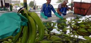 La caja del banano se pagar&aacute; en $ 6,20