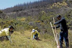 Estudiantes del colegio agropecuario de Chilla reforestan la parte alta del cant&oacute;n donde el incendio forestal arras&oacute; con la flora y fauna. Fotos: Fabricio Cruz / El Tel&eacute;grafo