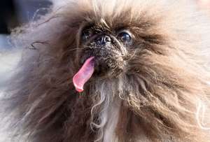 El perro Wild Thang ganó el concurso al &#039;Perro Más Feo del Mundo&#039; desarrollado en California.