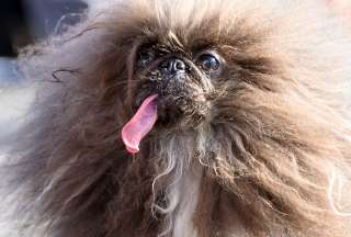 El perro Wild Thang ganó el concurso al &#039;Perro Más Feo del Mundo&#039; desarrollado en California.