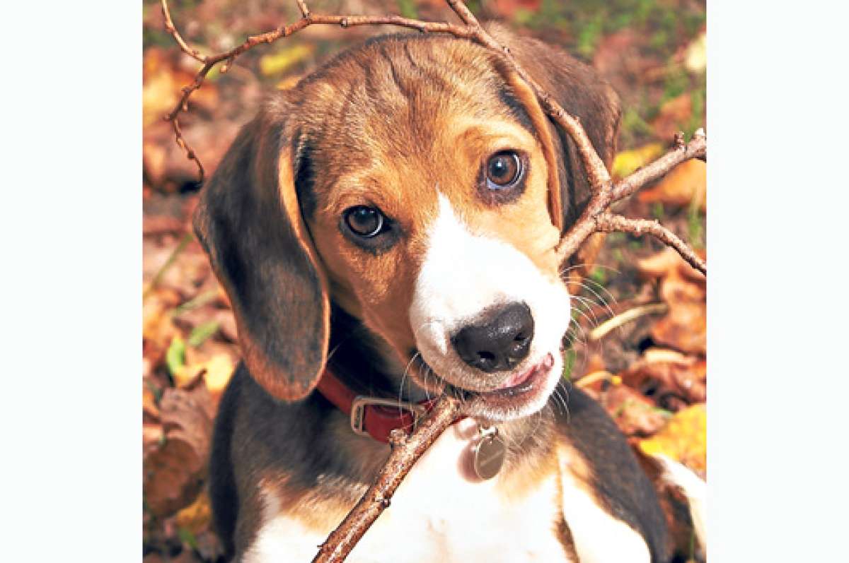 Los animales dom&eacute;sticos requieren protecci&oacute;n