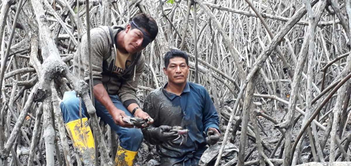Durante una jornada de trabajo, que dura entre tres a cuatro horas, una persona puede atrapar hasta 15 cangrejos. Los guantes de lana son muy &uacute;tiles.
