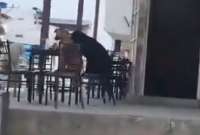 Los tres perros esperaban o que les pasen su comida o que les tomen su pedido.