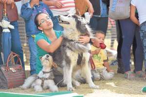 El proyecto de ordenanza, que debe ser tratada en los siguientes d&iacute;as, permitir&iacute;a que los animales dispongan de un centro de atenci&oacute;n p&uacute;blico, aspecto que al momento la ciudad de Cuenca no cuenta. Fotos: Fernando Machado/El Tel&eacute;grafo