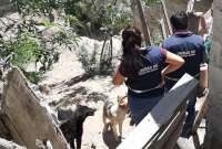 Las mascotas fueron rescatadas este jueves