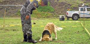 El nexo entre el entrenador y su can se fortalece cada d&iacute;a y as&iacute; qued&oacute; demostrado en el GOE de Guano. Foto: Elizabeth Maggi / para El Tel&eacute;grafo