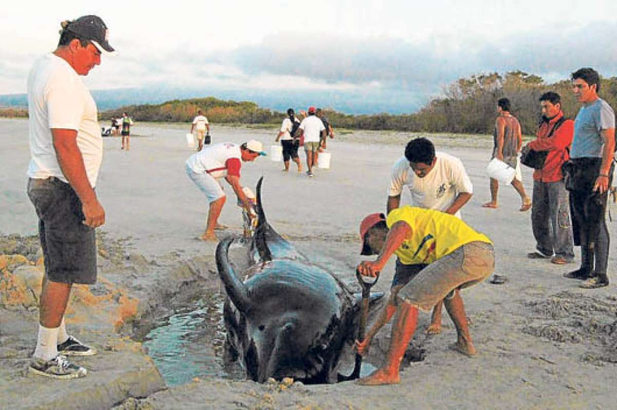 Una ballena jorobada se var&oacute; en Playas  