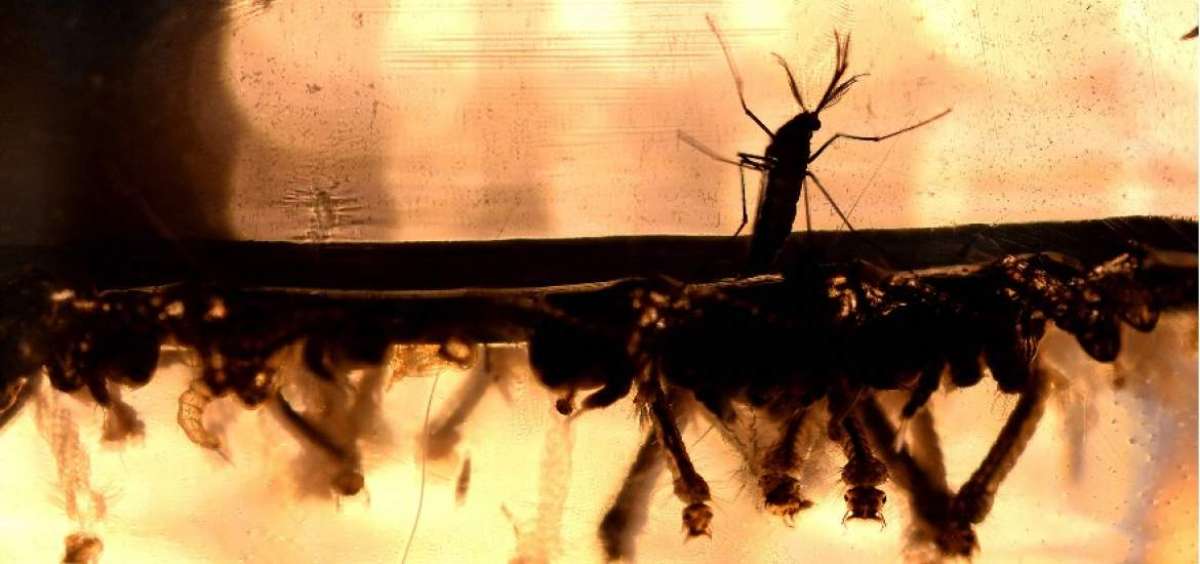 Estudio demuestra v&iacute;nculo entre zika y da&ntilde;o cerebral en el feto