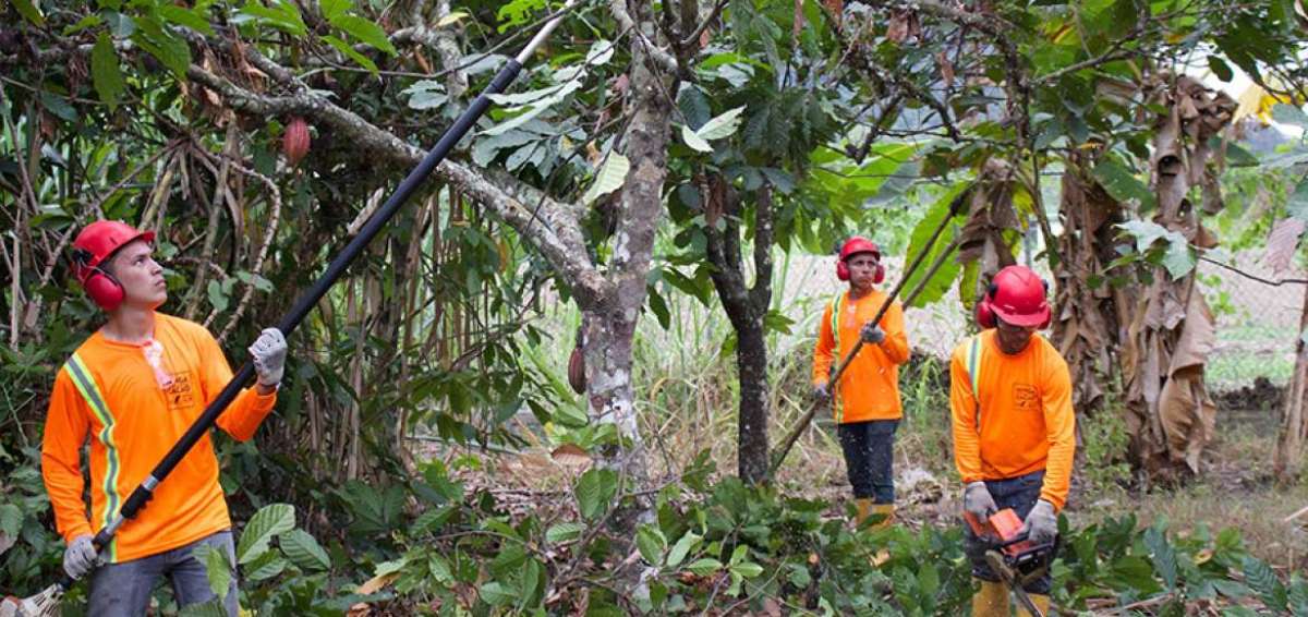 La Gran Minga del Cacao viabiliz&oacute; la poda de 53&rsquo;800.000 &aacute;rboles en el pa&iacute;s.